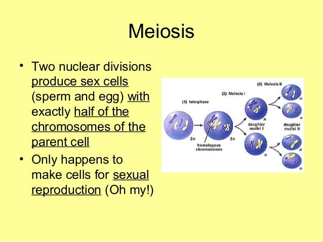 Why is meiosis important for sexual reproduction images 882